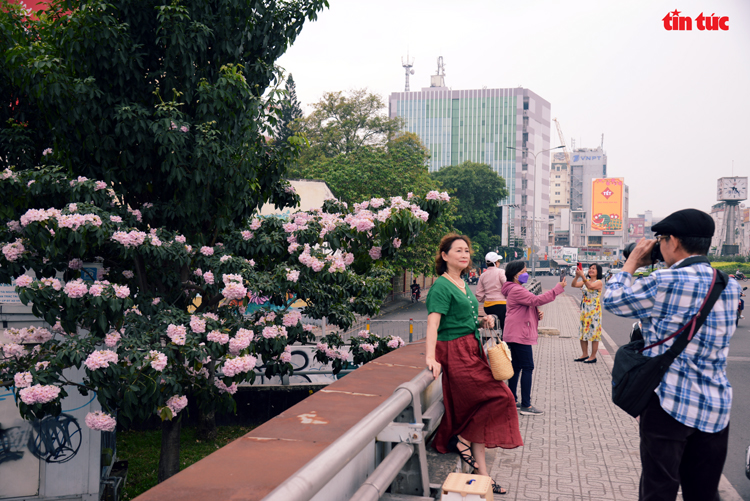 Ngắm hoa kèn hồng đẹp rạng ngời những con đường thành phố Hồ Chí Minh Chú thích ảnh