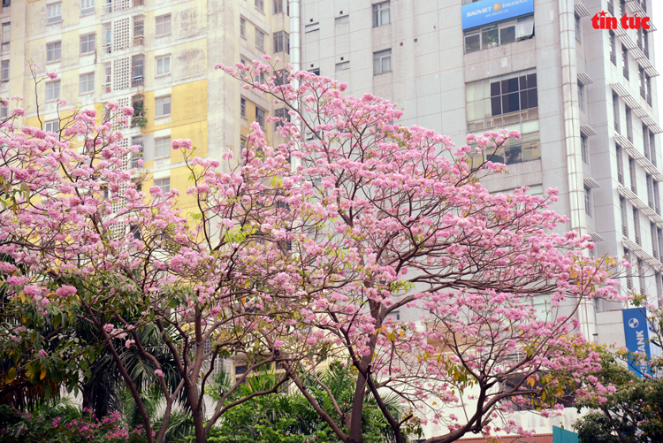 Ngắm hoa kèn hồng đẹp rạng ngời những con đường thành phố Hồ Chí Minh Chú thích ảnh