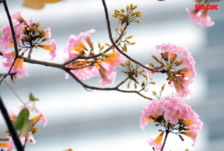 Ngắm hoa kèn hồng đẹp rạng ngời những con đường thành phố Hồ Chí Minh Chú thích ảnh
