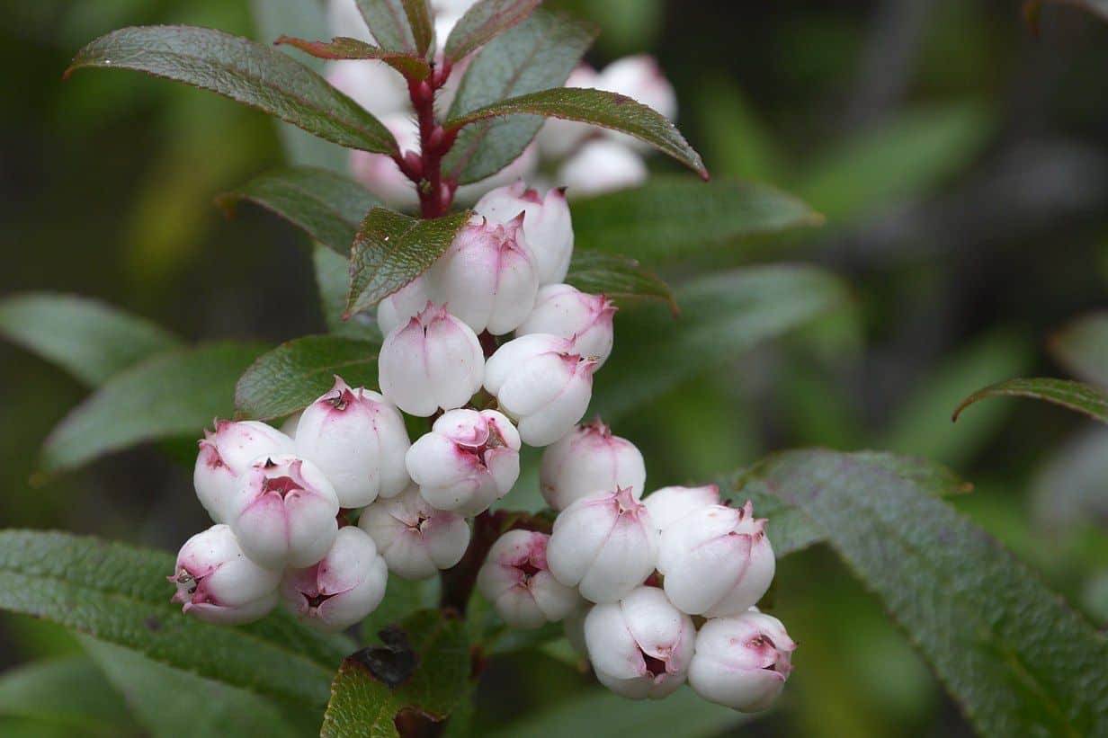 dac-san-nuoc-uc-snowberry2