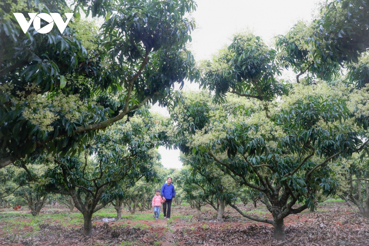 Lạc vào vườn hoa vải đẹp mê hồn ở Lục Ngạn (Bắc Giang)