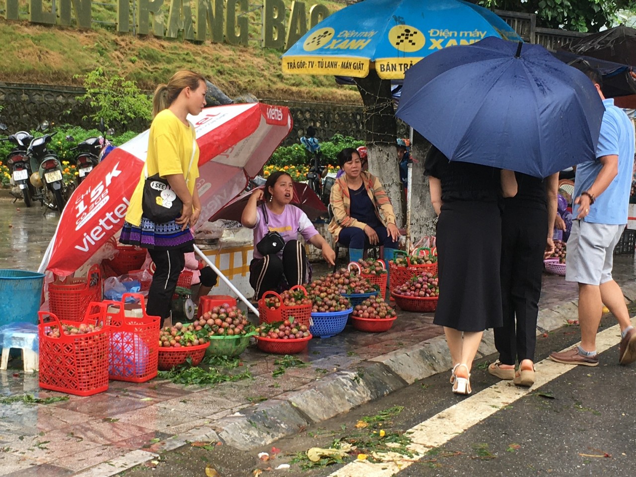 Đặc sản Mận Tam Hoa Bắc Hà tiêu thụ thuận lợi trong 9 ngày diễn ra Festival.