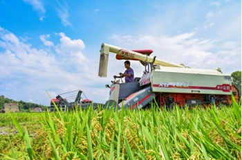 Khủng hoảng gạo đang rình rập châu Á