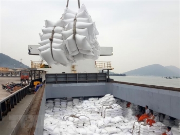 Phát triển vùng nguyên liệu đạt chuẩn - giải pháp để gạo Việt chiếm lĩnh thị trường EU