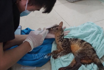 Ninh Bình: Cứu hộ thành công hai cá thể cầy vằn bắc quý hiếm