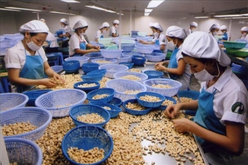 Việt Nam - Tây Phi hợp tác đầu tư, kinh doanh ngành điều