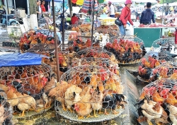 tang cuong cong tac phong chong dich cum gia cam tren dia ban tphcm