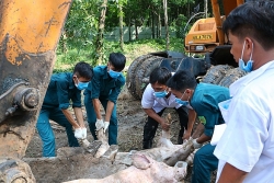 Ổ dịch tả lợn châu Phi đầu tiên ở TP.HCM nằm ở đâu?