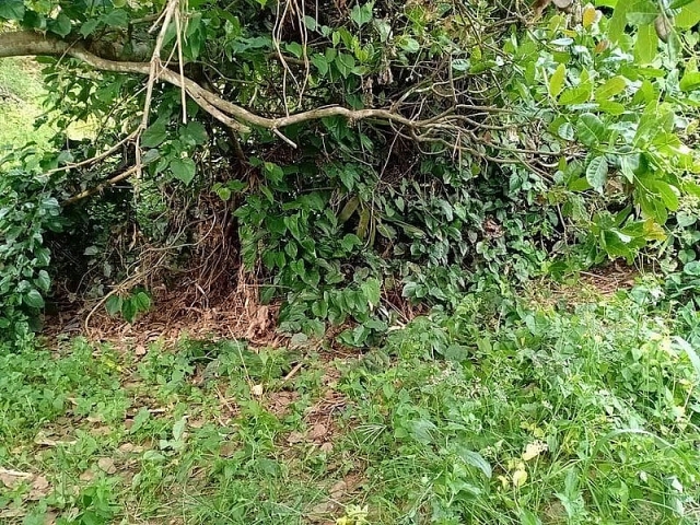binh phuoc da xac dinh danh tinh thi the khong dau trong vuon dieu