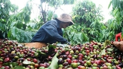 Giá cà phê hôm nay 18/3: Thị trường có dấu hiệu chững