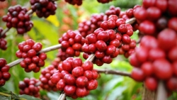 Giá cà phê hôm nay 21/3: Tiếp tục đà tăng cao, thêm 600 đồng/kg