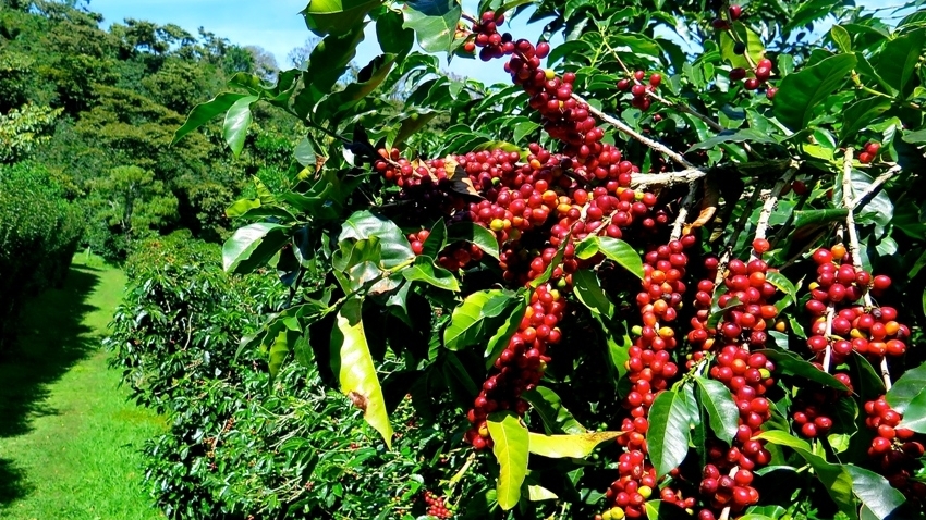 Giá cà phê hôm nay 22/3: Giá cà phê tăng do lo ngại giao thương đình trệ