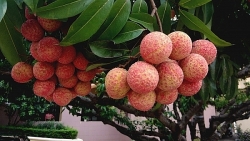 Năm đầu tiên Nhật Bản chính thức mở cửa thị trường nhập khẩu trực tiếp quả vải thiều Việt Nam