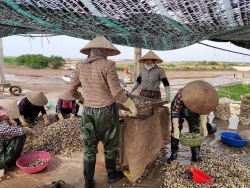 Niềm vui mùa thu hoạch ngao trên biển Cồn Vành, Thái Bình