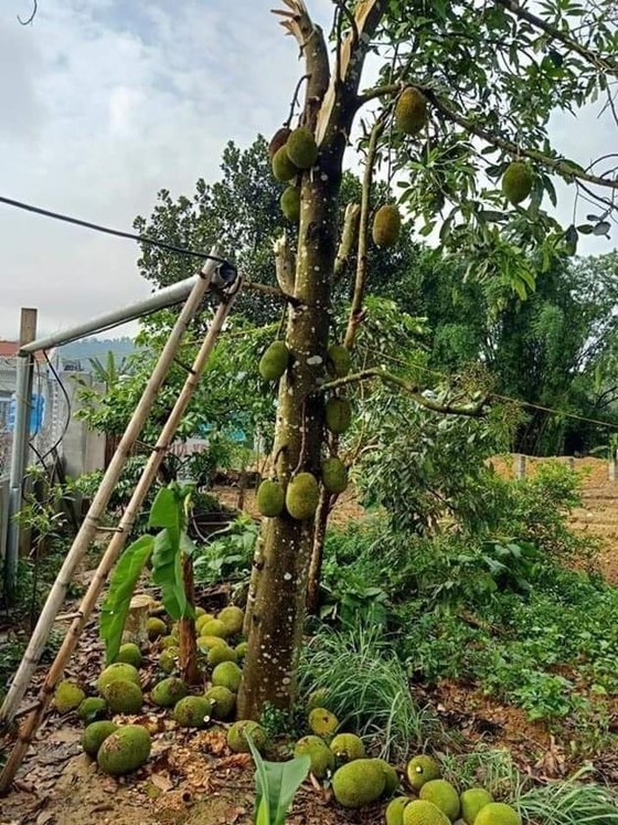 hang nghin nguoi dan mat nha vi dong loc