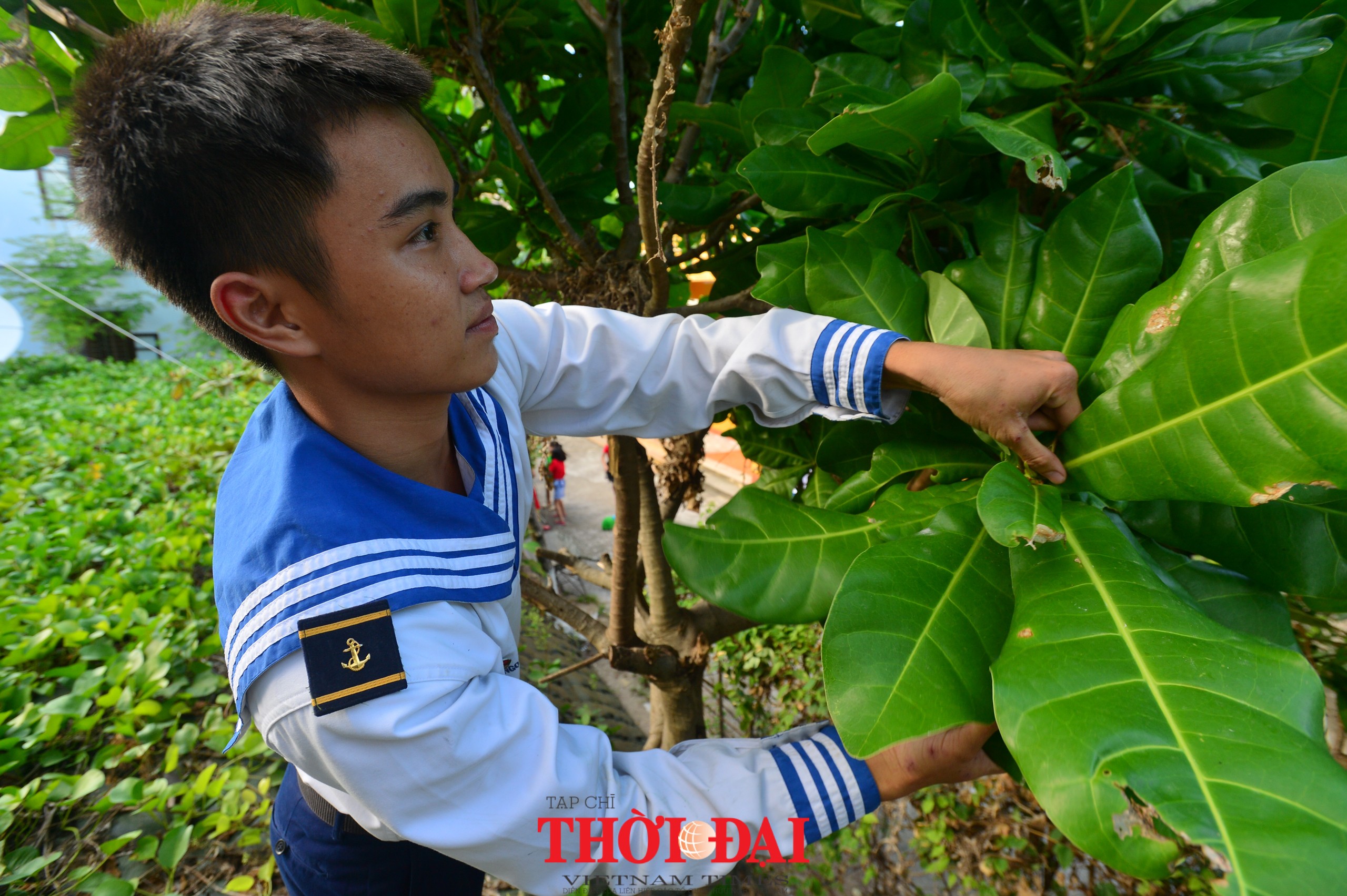 Bánh chưng gói lá bàng vuông: hương vị Tết đặc biệt ở Trường Sa