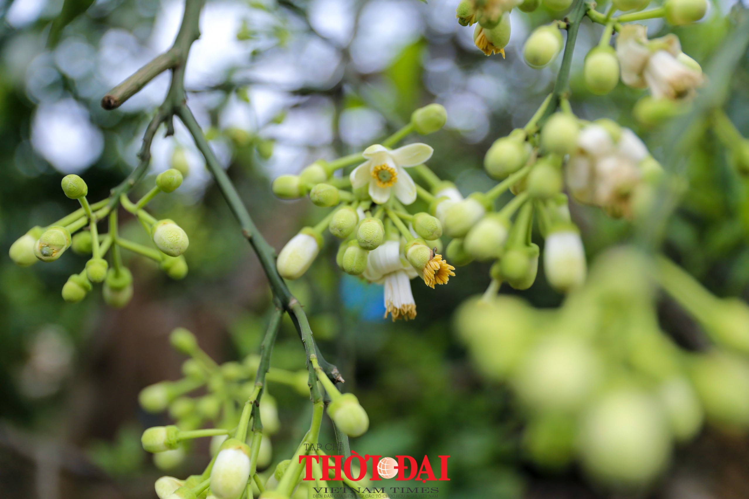 Hà Nội mùa hoa bưởi ngát hương