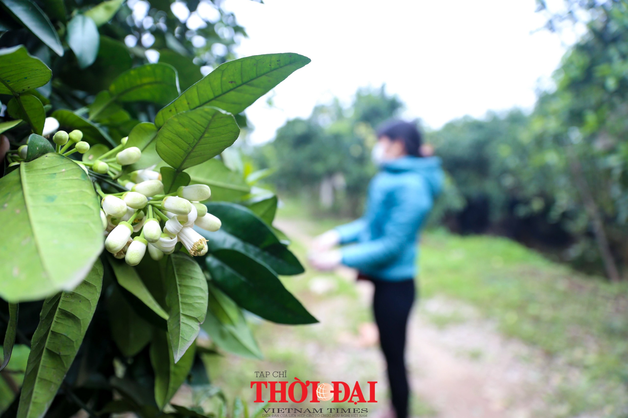 Hà Nội mùa hoa bưởi ngát hương