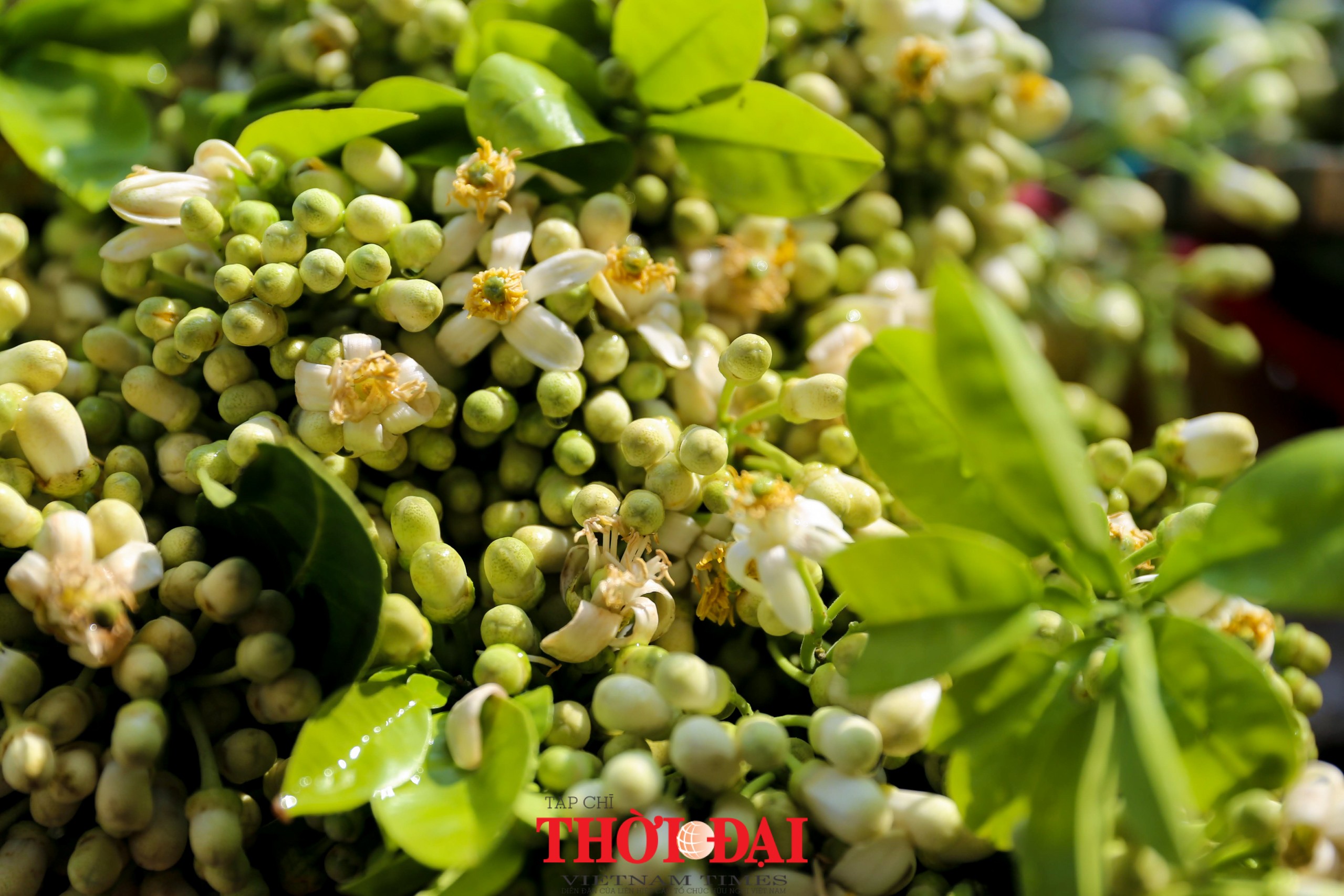 Hà Nội mùa hoa bưởi ngát hương