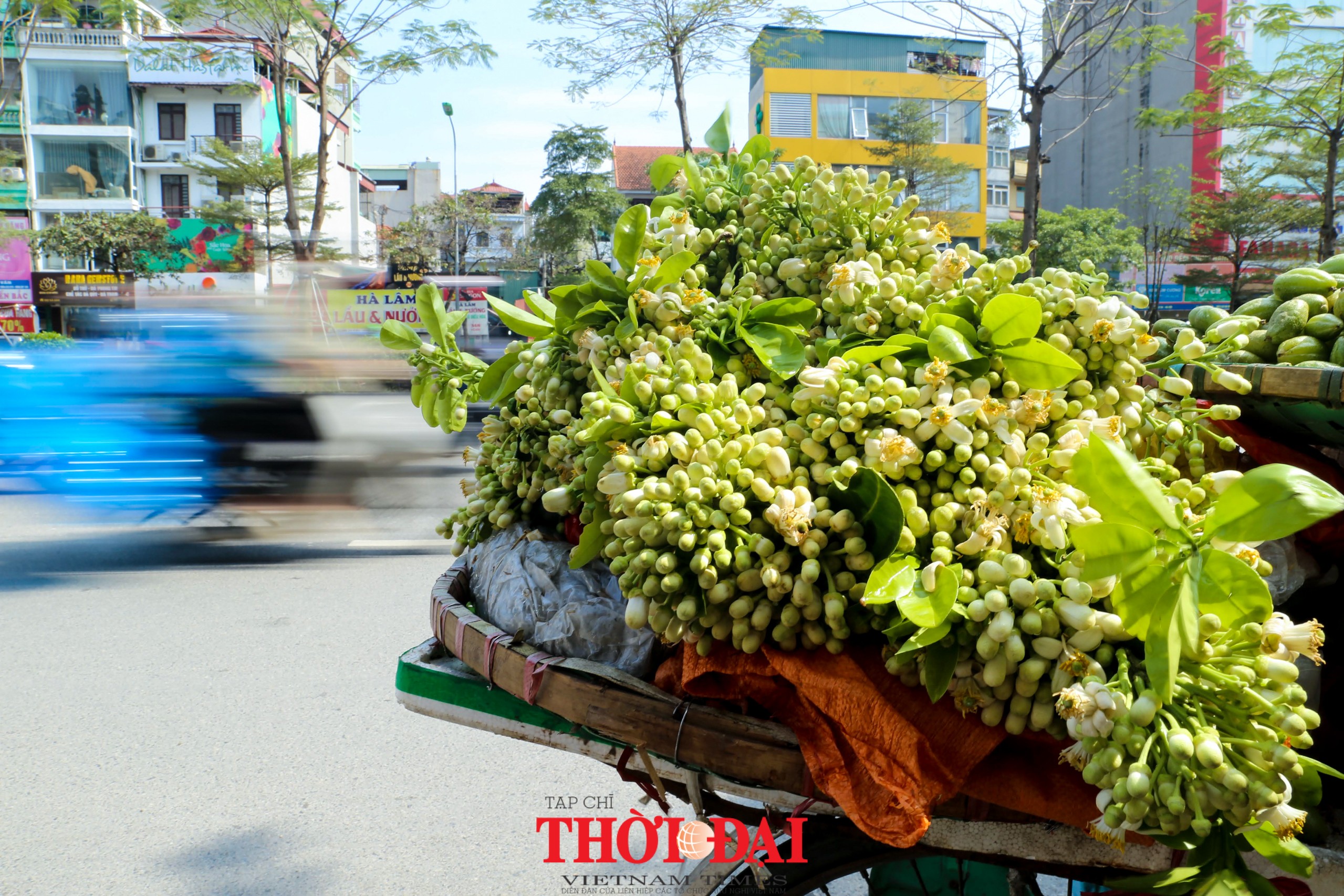 Hà Nội mùa hoa bưởi ngát hương