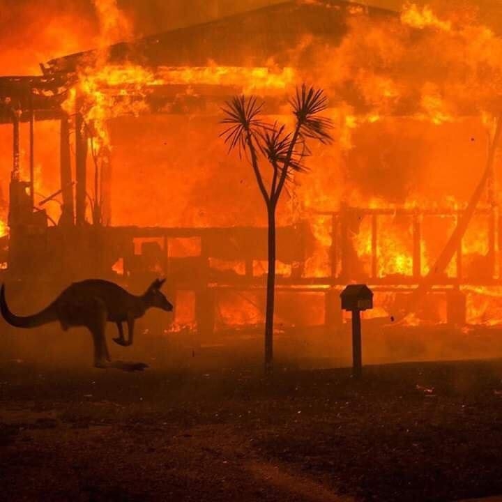 gan nua ty dong vat bi thieu song trong vu chay rung tham khoc o australia