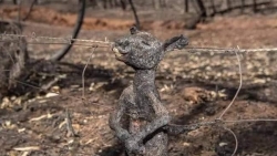 gan nua ty dong vat bi thieu song trong vu chay rung tham khoc o australia