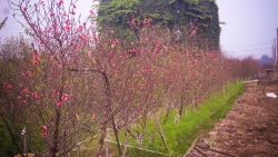 tin thoi tiet hom nay 71 trung bo mua rao bac bo nang am