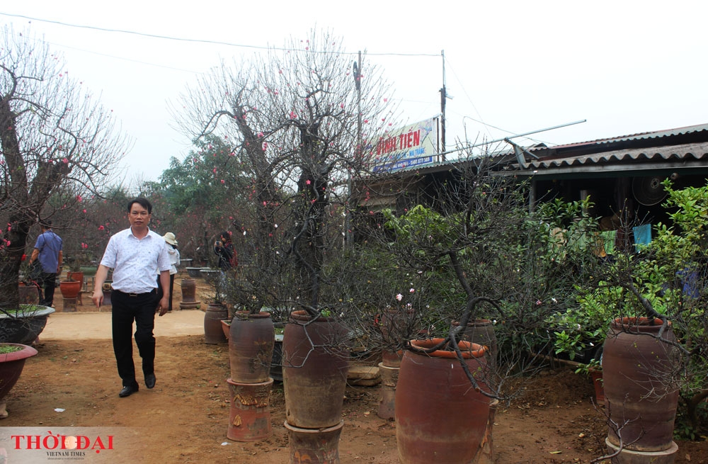 ngam nhat chi mai khoe sac tinh khoi don gio dong goi tet ve