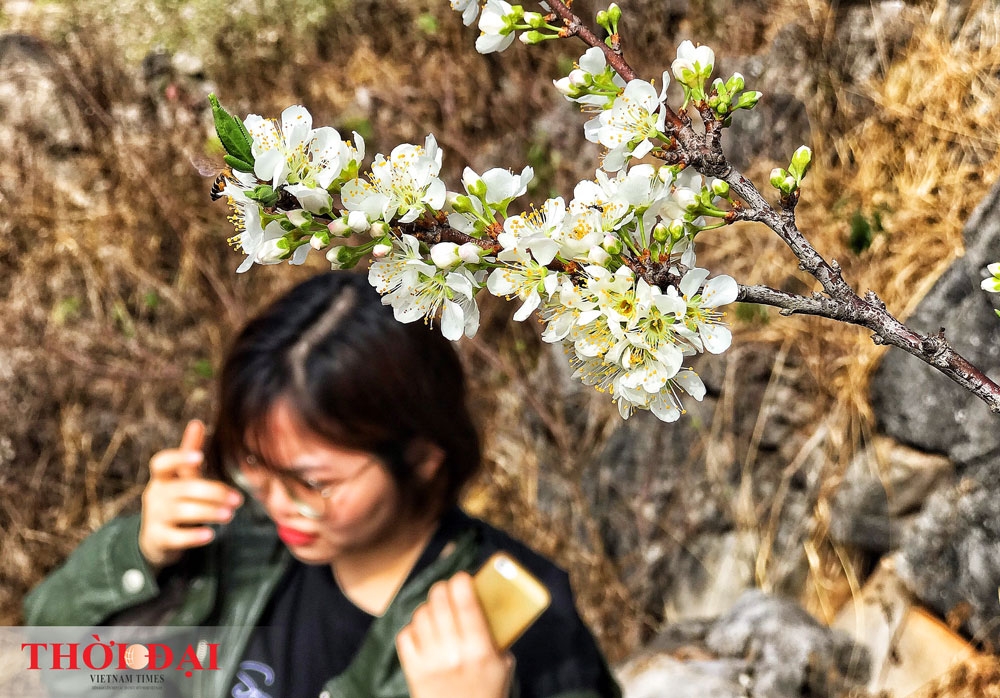hoa man moc chau thuc giac som nhuom trang nui rung vao xuan