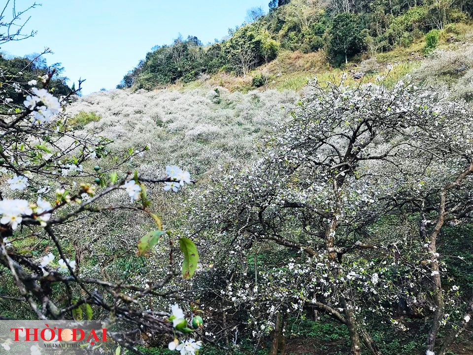 hoa man moc chau thuc giac som nhuom trang nui rung vao xuan