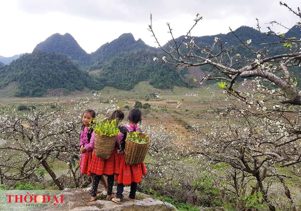 hoa man moc chau thuc giac som nhuom trang nui rung vao xuan