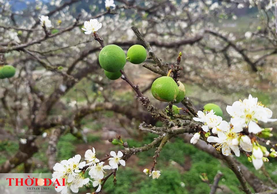 hoa man moc chau thuc giac som nhuom trang nui rung vao xuan