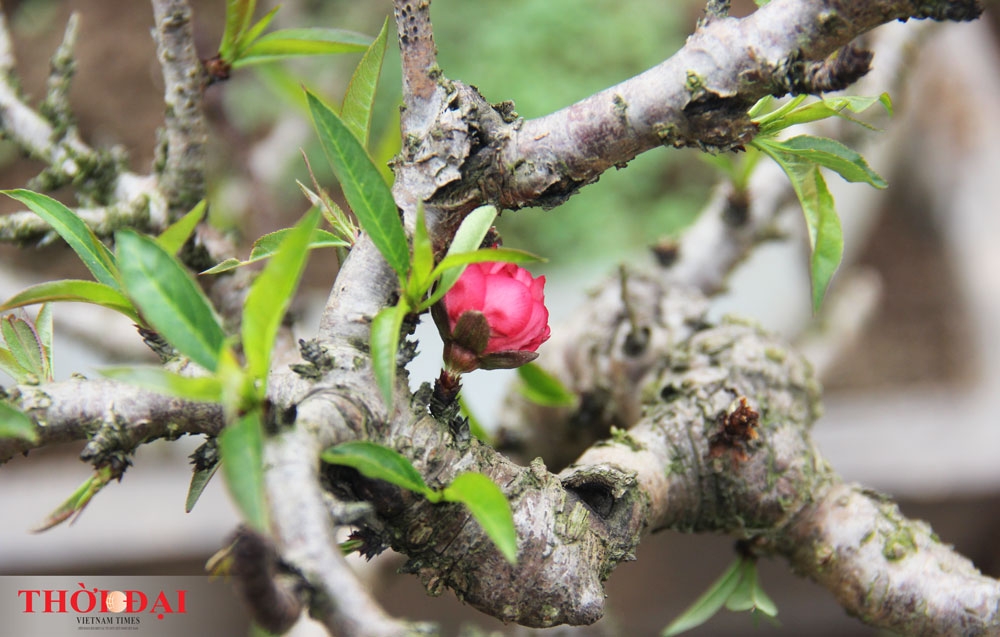 dao that thon thanh thoi nam dieu hoa cho tet nguyen dan 2020