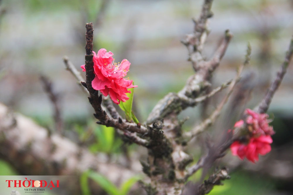 dao that thon thanh thoi nam dieu hoa cho tet nguyen dan 2020