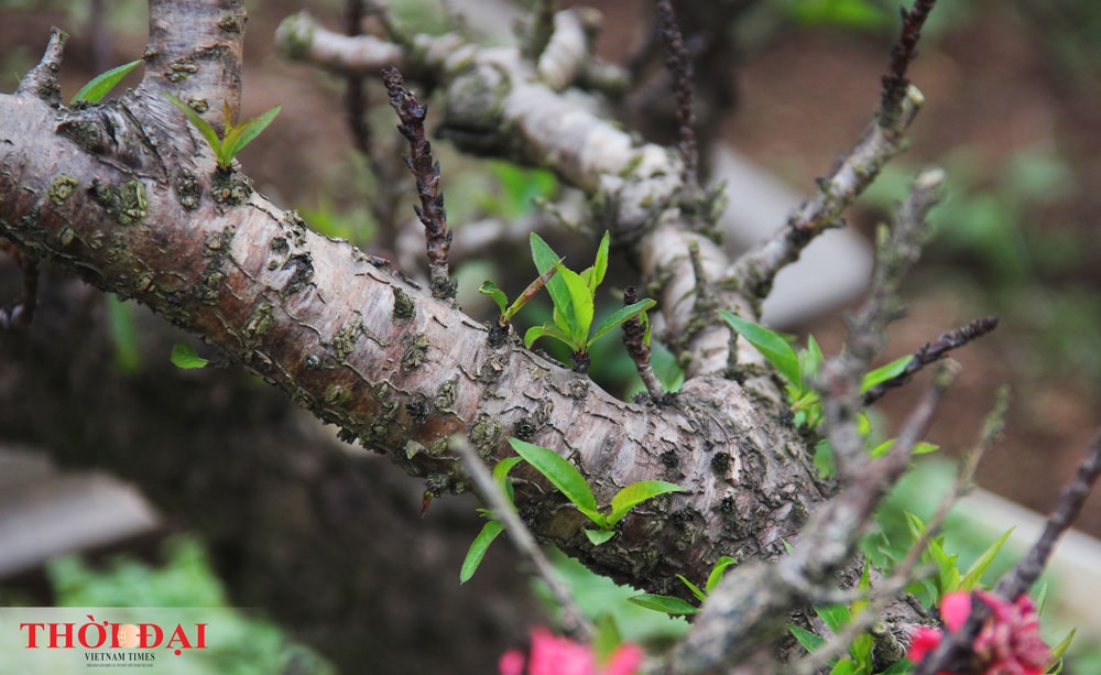 dao that thon thanh thoi nam dieu hoa cho tet nguyen dan 2020