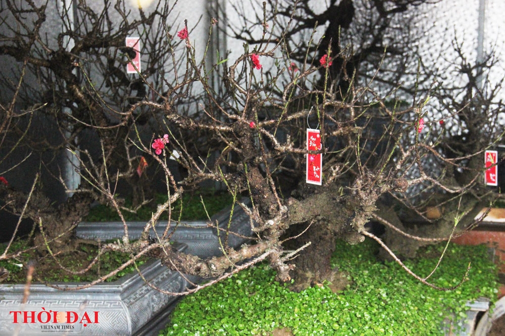 dao that thon thanh thoi nam dieu hoa cho tet nguyen dan 2020