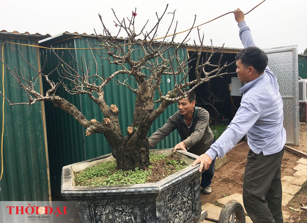 dao that thon thanh thoi nam dieu hoa cho tet nguyen dan 2020