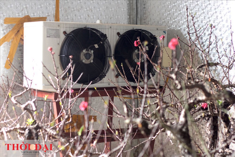 dao that thon thanh thoi nam dieu hoa cho tet nguyen dan 2020