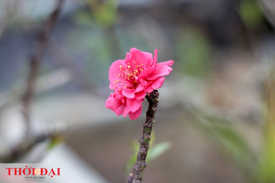 dao that thon thanh thoi nam dieu hoa cho tet nguyen dan 2020