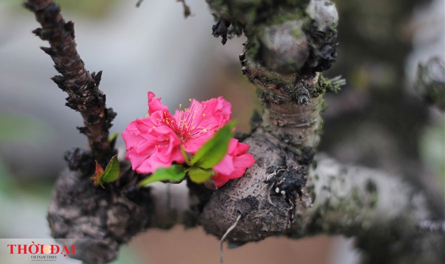 dao that thon thanh thoi nam dieu hoa cho tet nguyen dan 2020