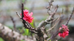 can canh cho tet o lang que viet dam bac nhung day khong khi tet