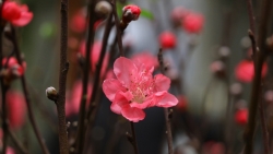 tin thoi tiet hom nay 201 khong khi lanh tang cuong bac bo ret dam va ret hai