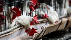 Từ đầu 2020, Trung Quốc phát hiện 5 ổ dịch cúm A/H5N6 ở gia cầm có thể lây sang người
