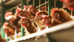 hai phong tieu huy hon 3700 con gia cam nhiem virus cum ah5n6