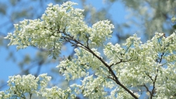 tin thoi tiet hom nay 252 bac bo nang am dem va sang troi ret