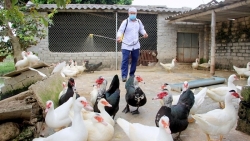 Hải Phòng: Tiêu hủy hơn 3.700 con gia cầm nhiễm virus cúm A/H5N6