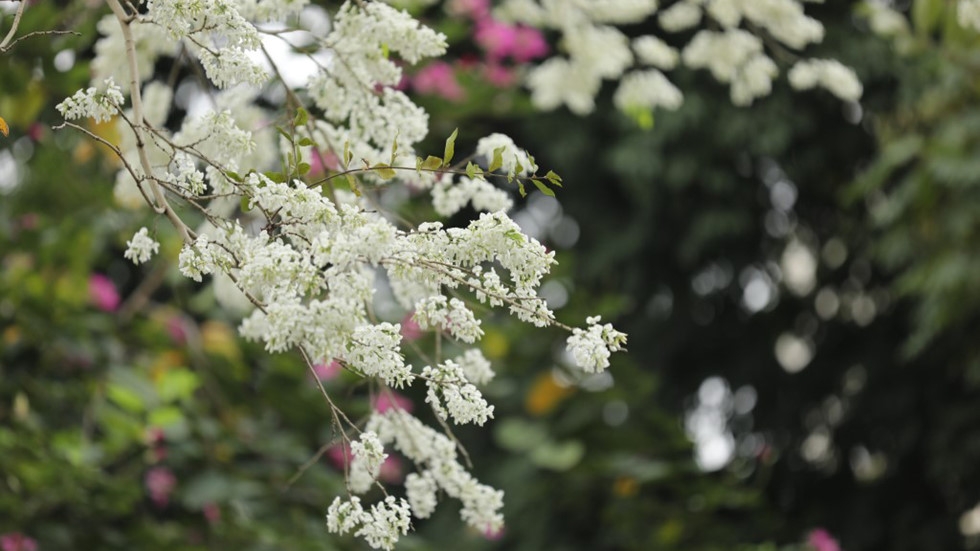 Tin thời tiết hôm nay 27/2: Bắc Bộ sáng mưa nhỏ, trưa chiều hửng nắng tin thoi tiet hom nay 272 bac bo sang mua nho trua chieu hung nang