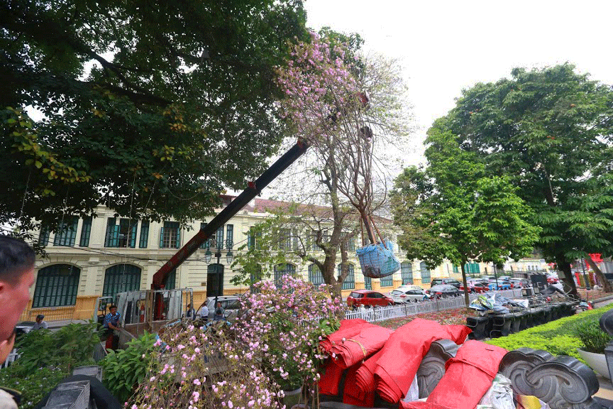 20000 canh hoa anh dao khoe sac tinh khoi giua tiet troi xuan ha noi
