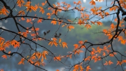 tin thoi tiet hom nay 23 khong khi lanh ve mien bac mua da va dong loc