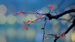 khong khi lanh ve chieu nay 93 mien bac chuyen mua rao